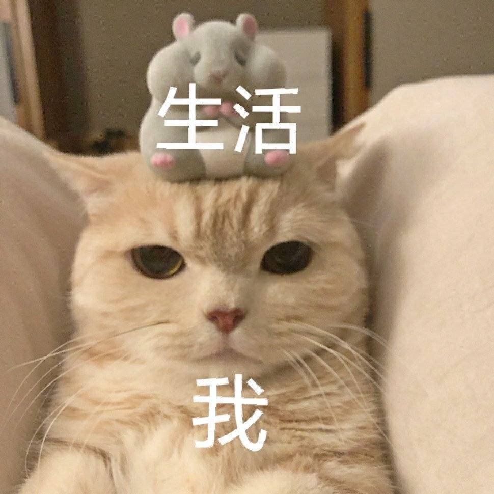 橘猫沙梨sally