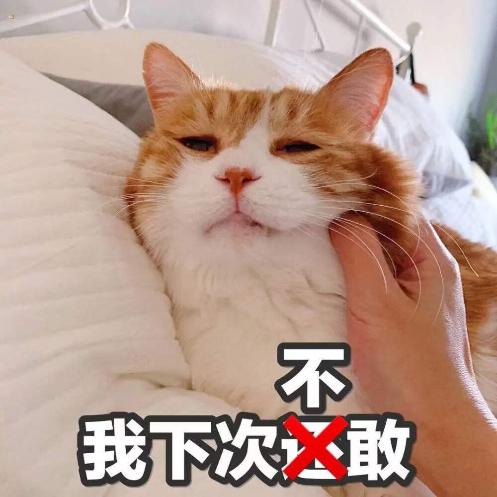 猫猫表情包 下次还敢