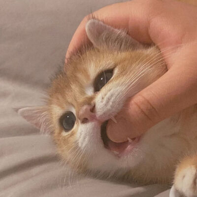 两个动物头像