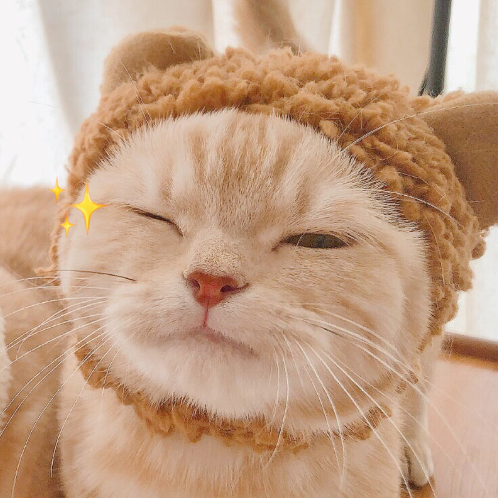 可爱 猫咪 头像 cr 橘猫沙梨sally - 堆糖,美图壁纸