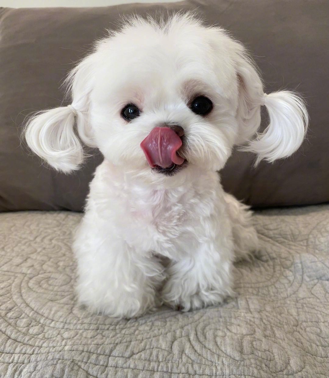 小可爱