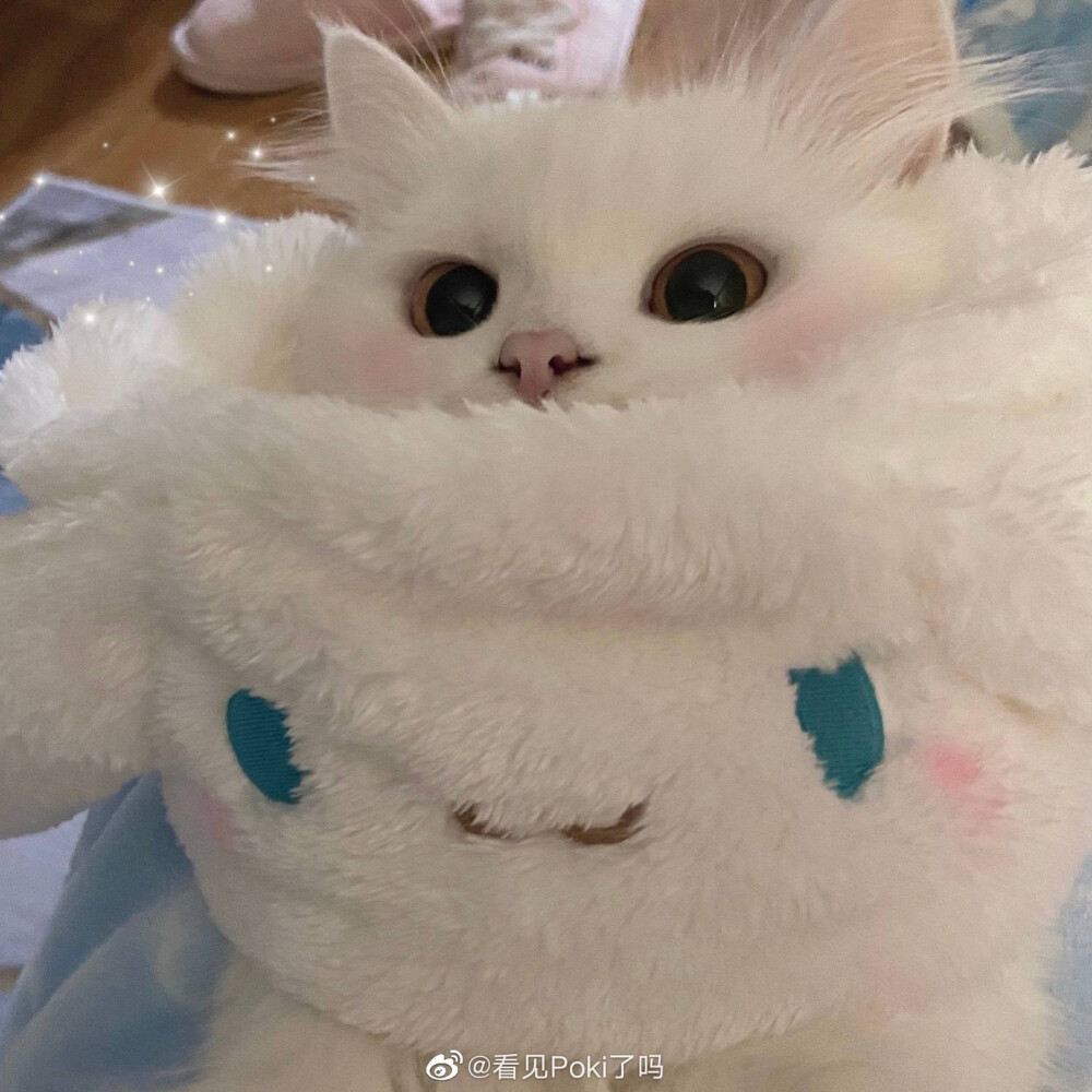 可爱猫猫@看见poki了吗 - 堆糖,美图壁纸兴趣社区