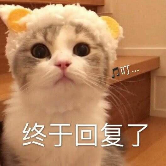 表情包猫