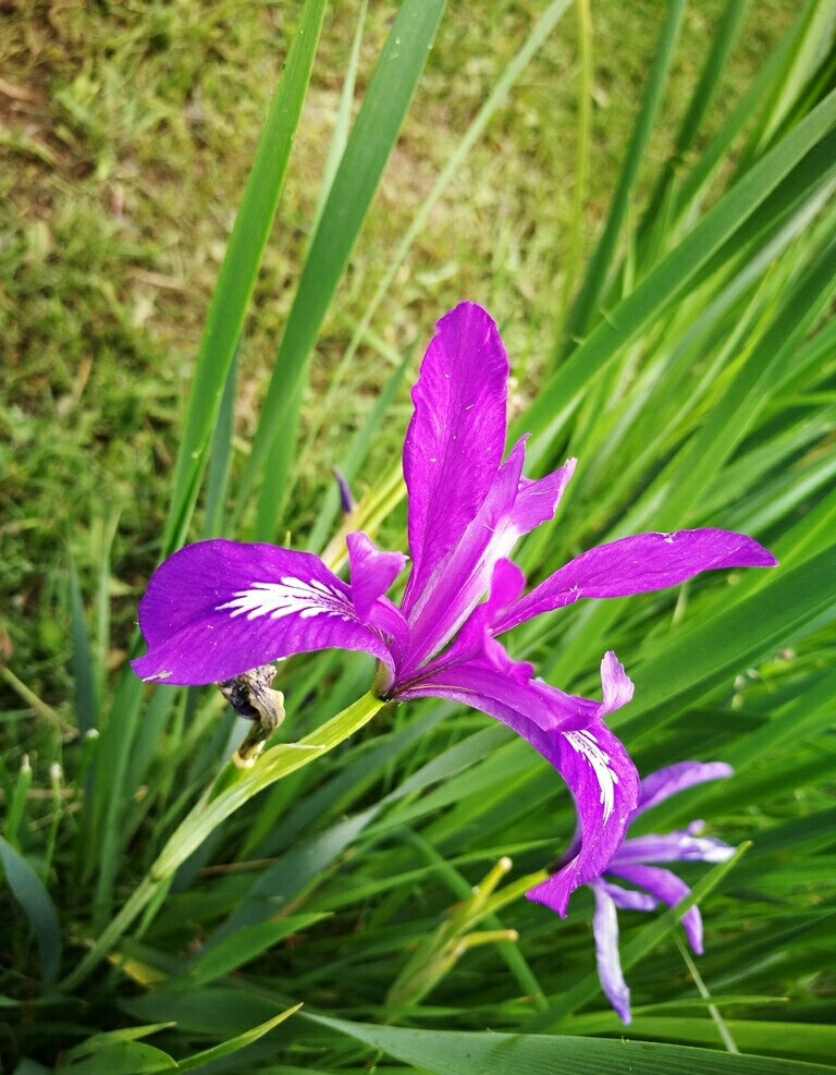 马兰花 - 堆糖,美图壁纸兴趣社区