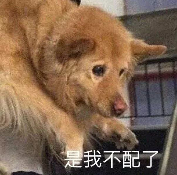 [表情包 狗子 是我不配了