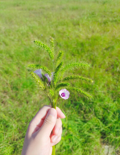 狗尾巴草