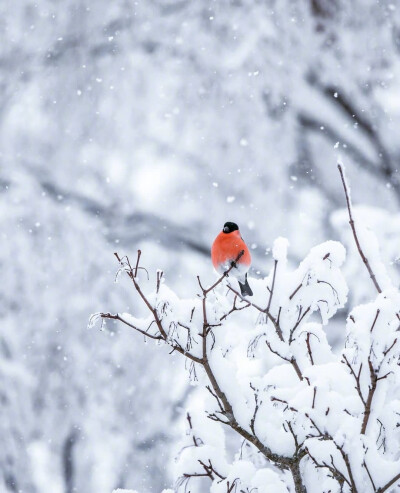 昆明雪景