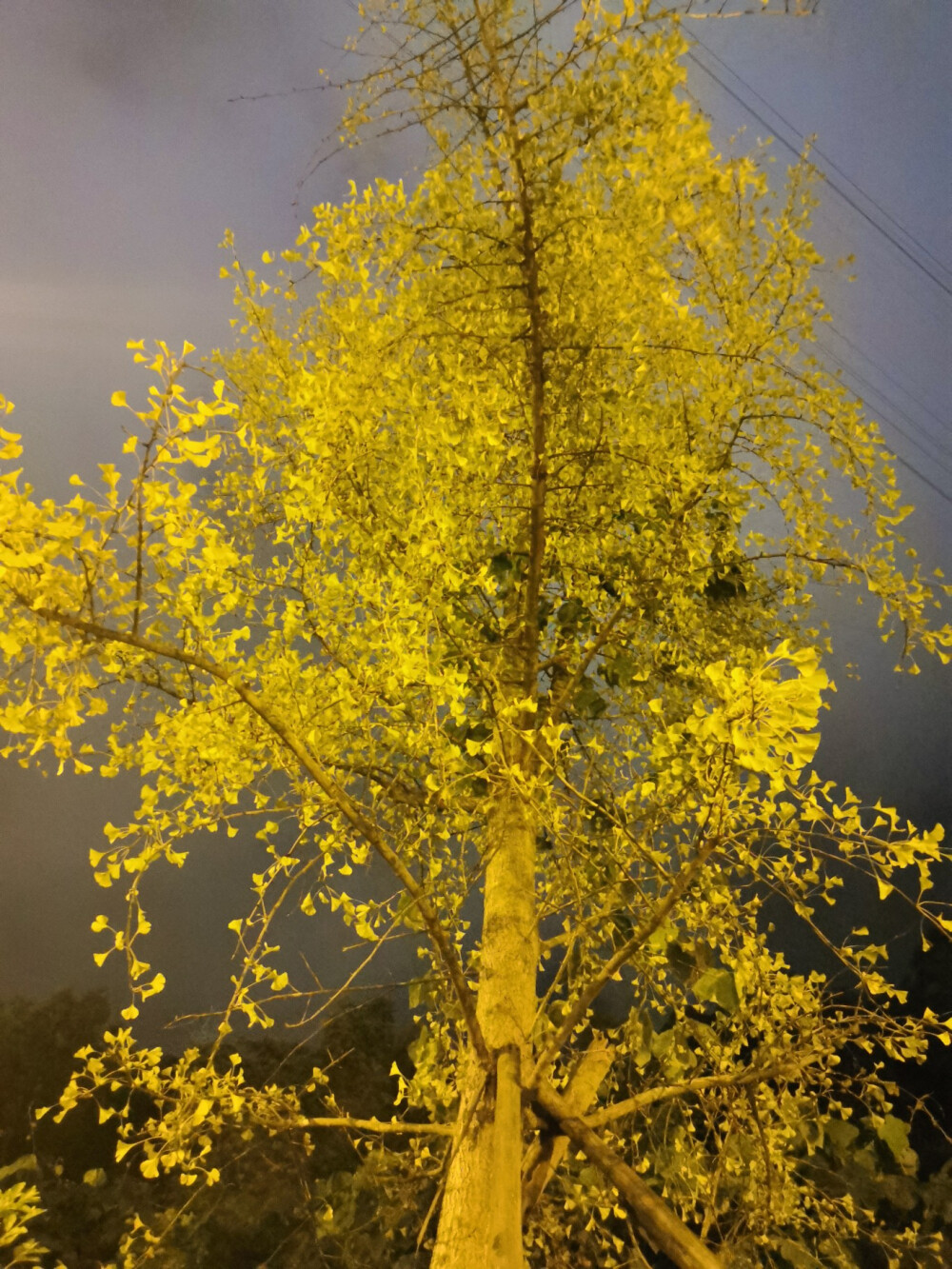 秋夜银杏 - 堆糖,美图壁纸兴趣社区
