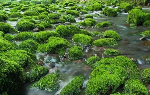 水边的苔藓