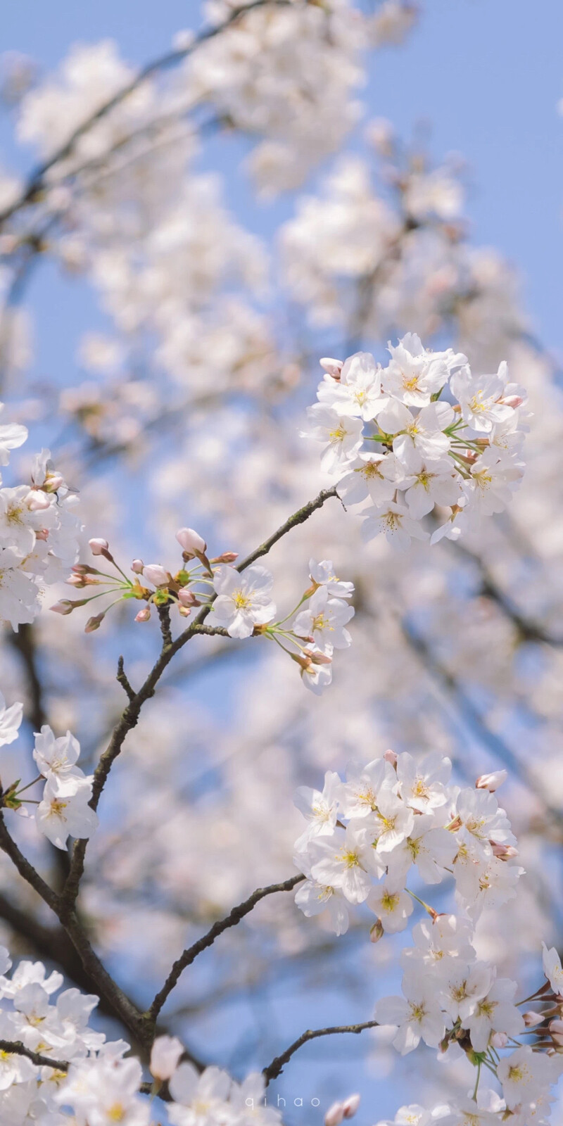 「春天」梨花壁纸