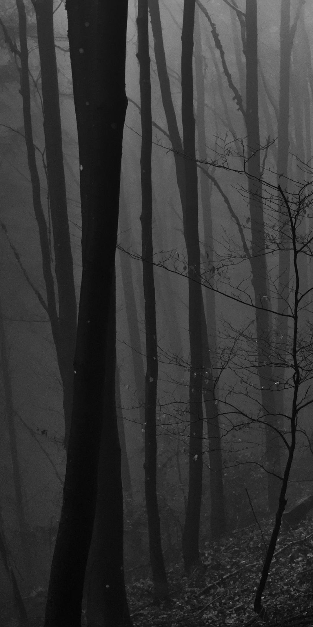黑森林（和自己有关的故事）|摄影|人像|ROEMWO - 原创作品 - 站酷 (ZCOOL)