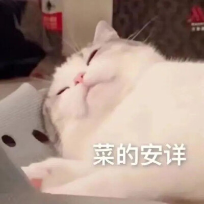 猫猫表情包 菜的安详