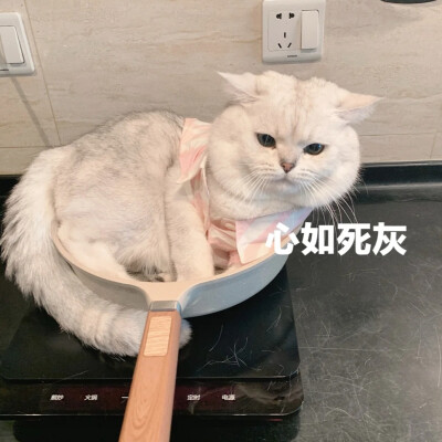 猫咪无语表情包