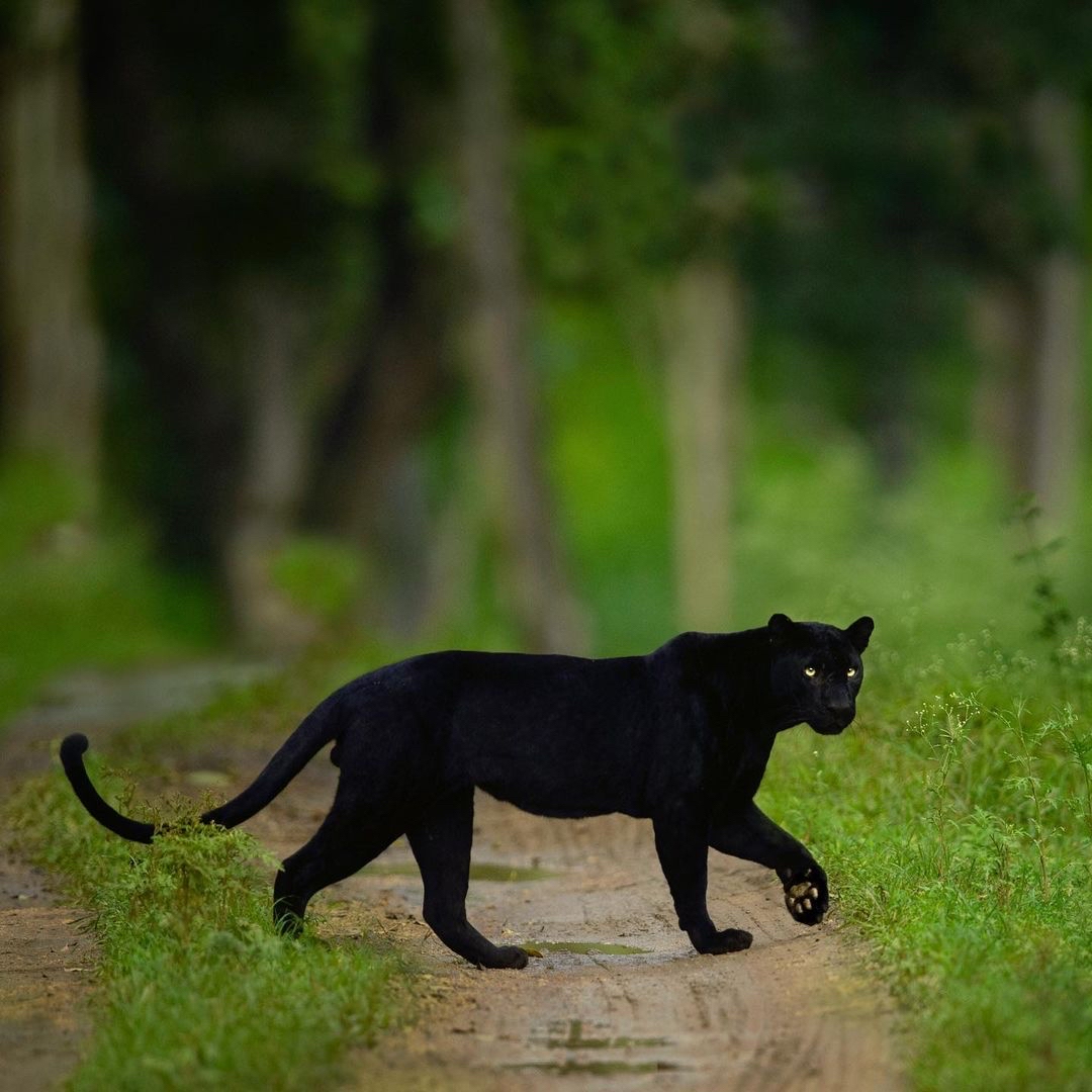 Zwarte Panter Panthera Pardus Portret Van Een Volwassene ⬇ Stockfoto ...