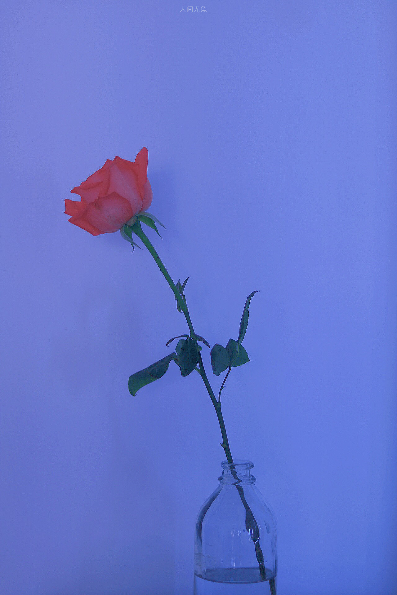 玫瑰花喜字图片素材-编号15155634-图行天下