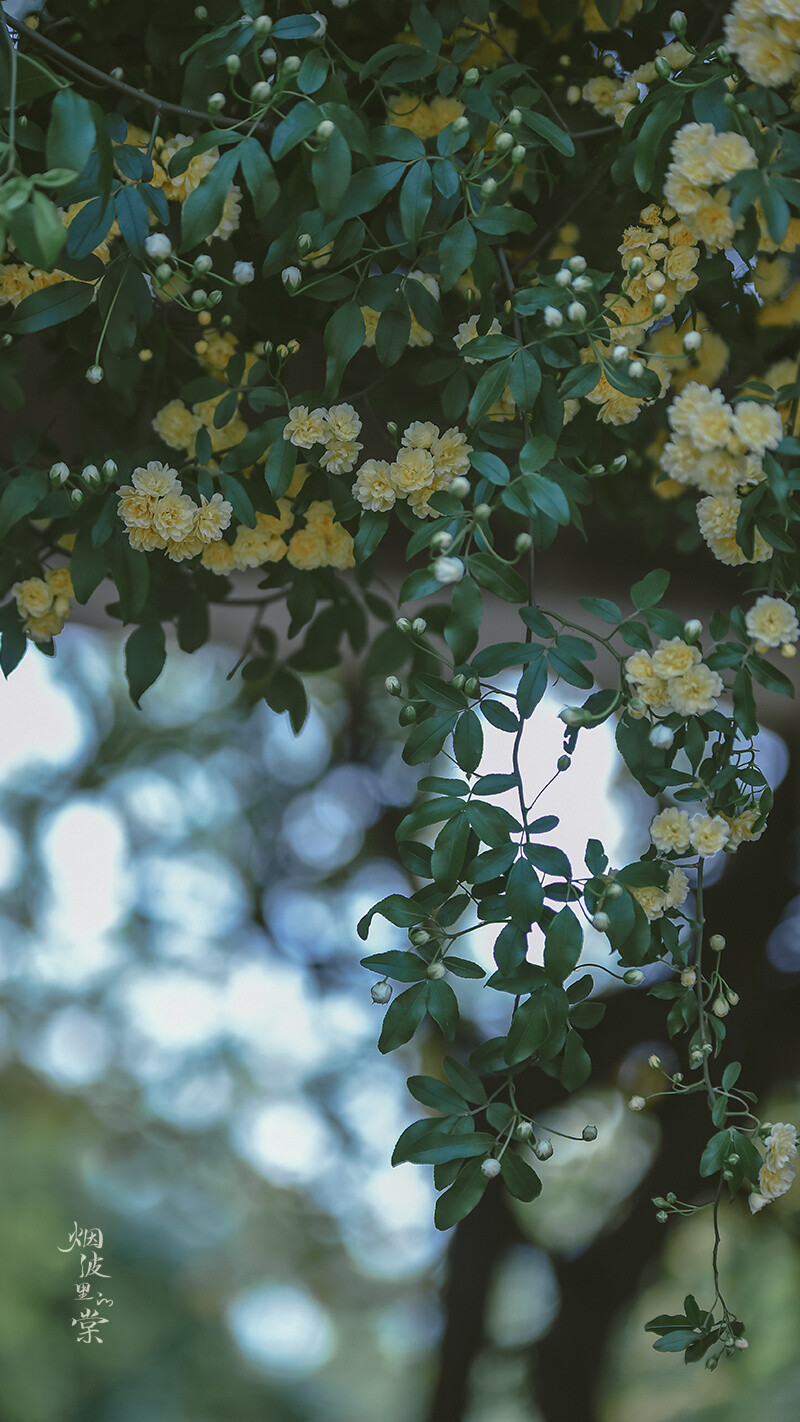 风景 花草