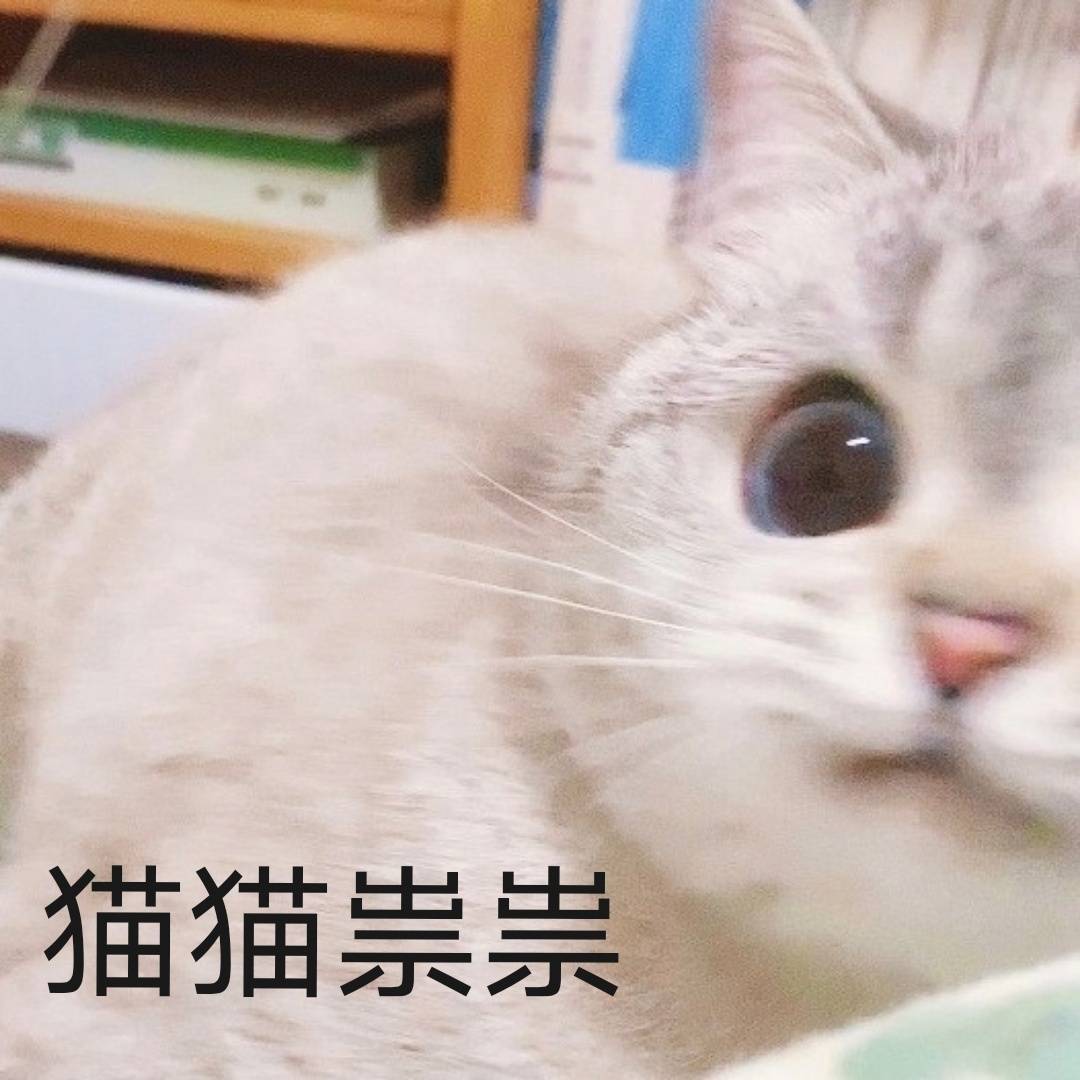 猫猫表情包 - 高清图片，堆糖，美图壁纸兴趣社区