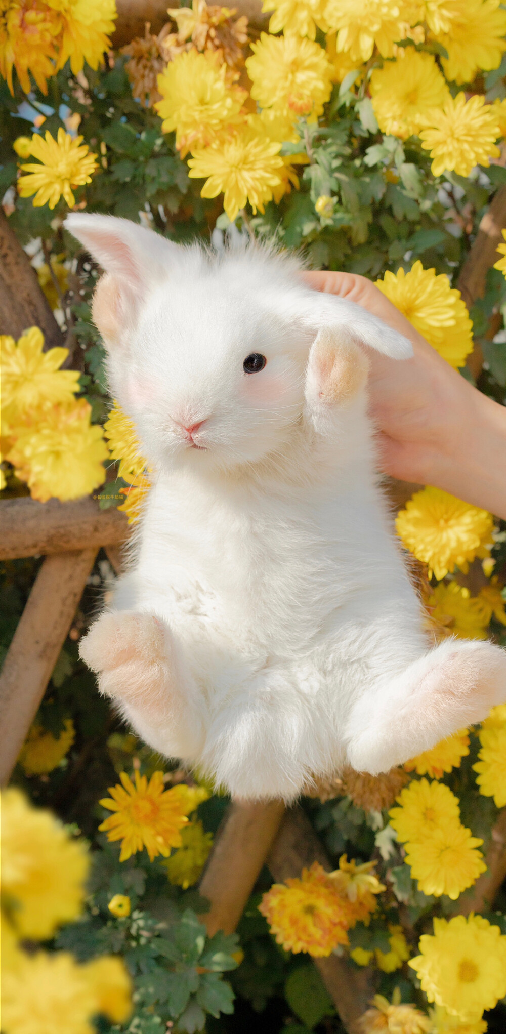 小兔叽可爱