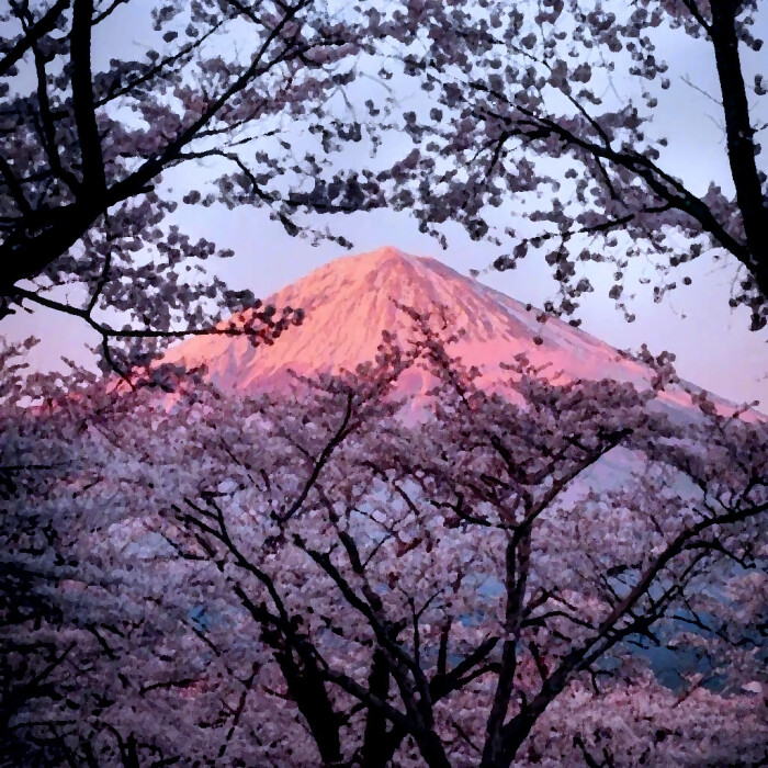 落ちそうな桜は富士山の日没まで待てない 堆糖 美图壁纸兴趣社区