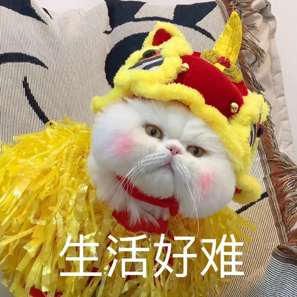 可爱猫咪表情包