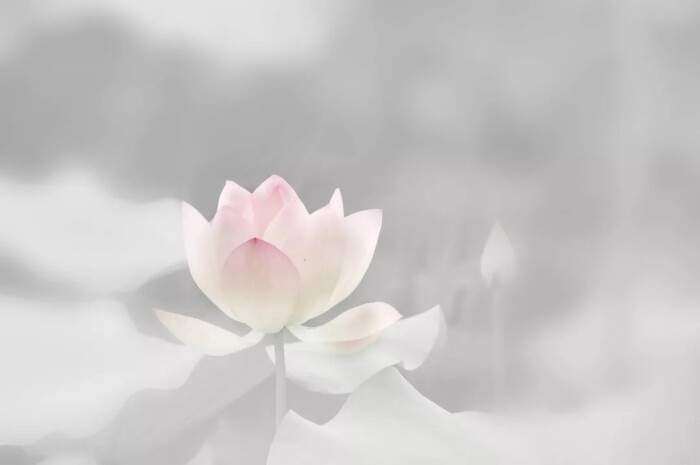 莲 堆糖 美图壁纸兴趣社区 莲 堆糖 美图壁纸兴趣社区