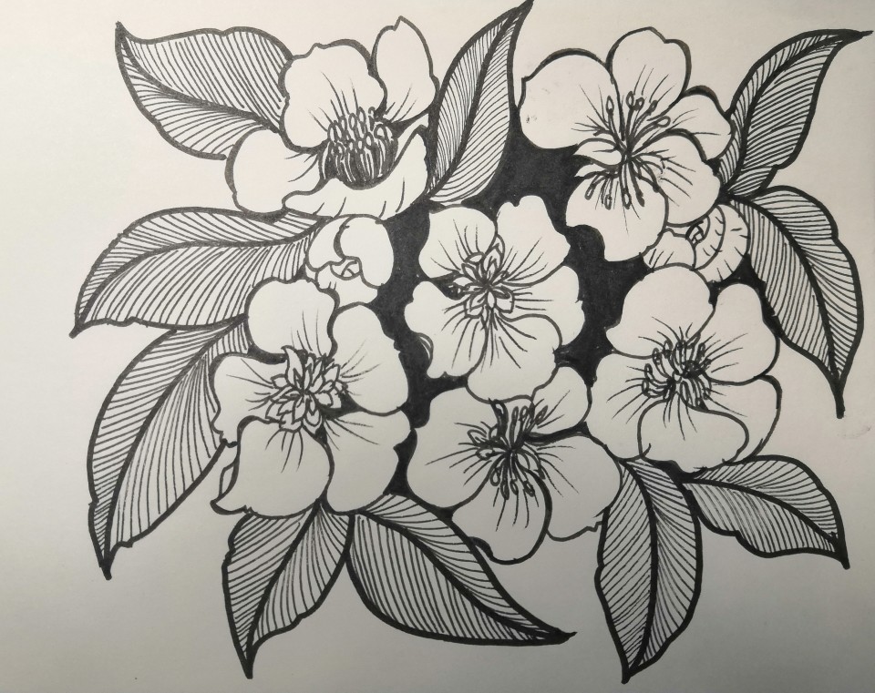 线描樱花