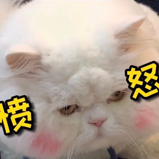 猫咪表情包丨狠喵球