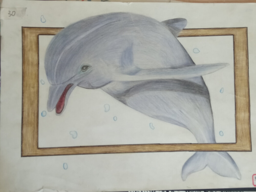 彩铅 海豚 动物 画