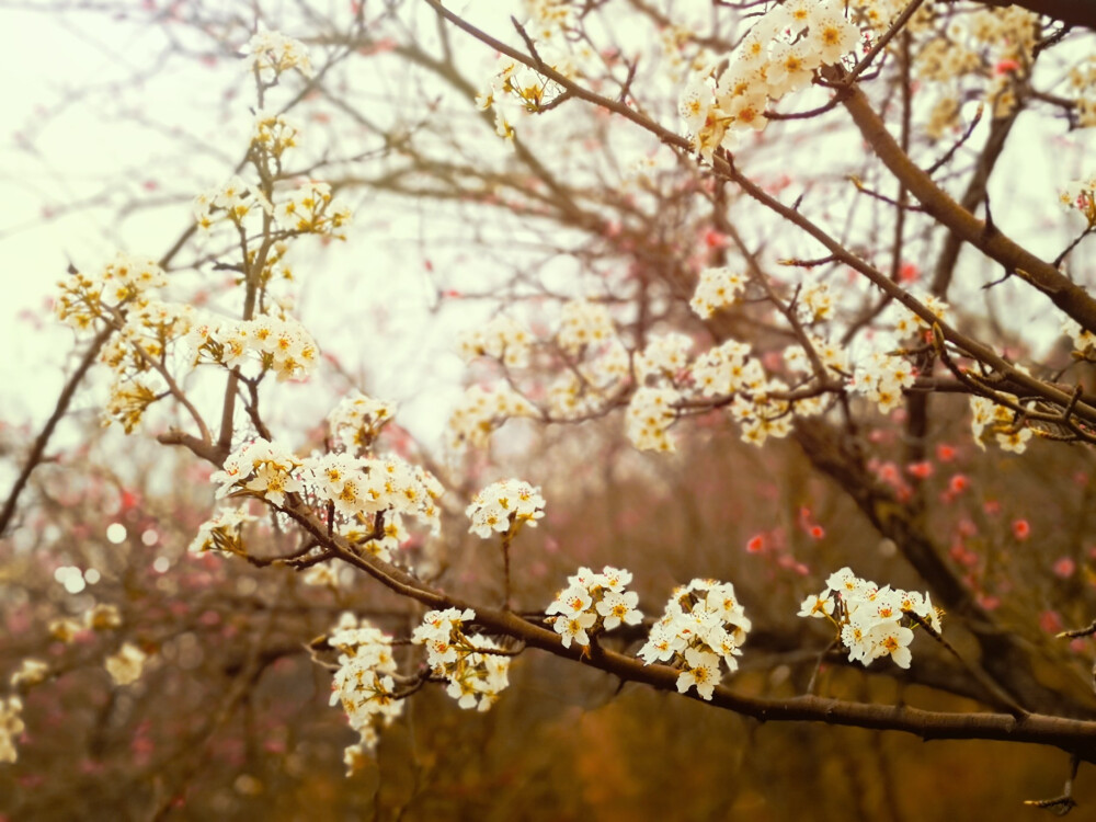 桃花 李花