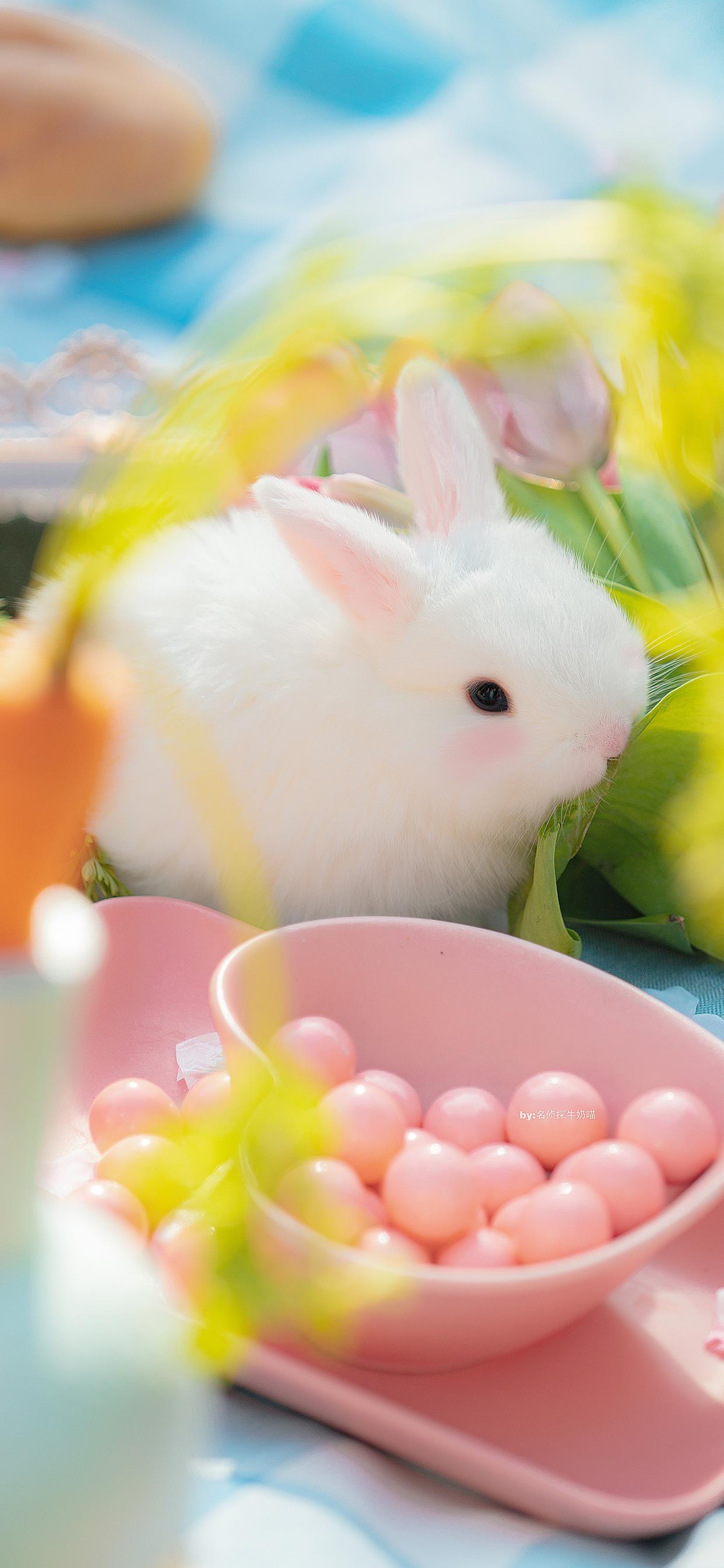 超级可爱小兔子图源:名侦探牛奶喵