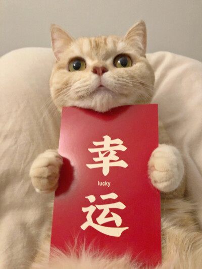 猫猫 堆糖,美图壁纸兴趣社区