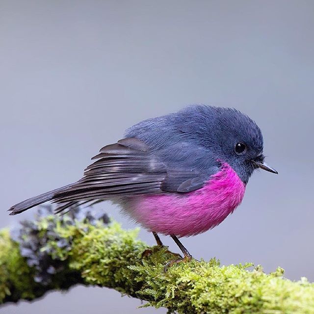 粉红鸲鹟(petroica rodinogaster)是一种原产于澳大利亚东南部的小雀