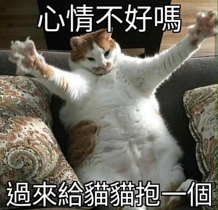 猫猫可爱表情包