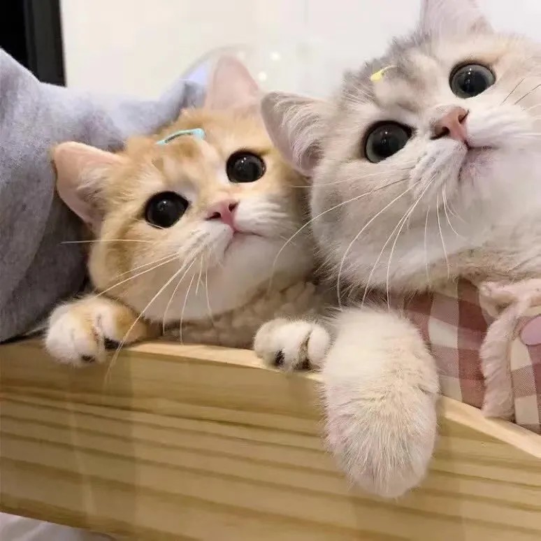情侣头像猫咪
