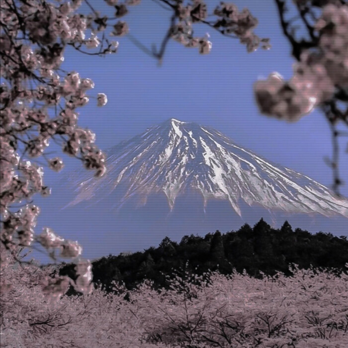 樱花富士山背景ins 堆糖 美图壁纸兴趣社区