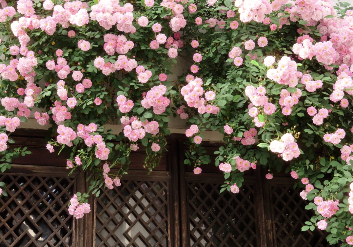 粉色蔷薇花图片素材-编号14173585-图行天下