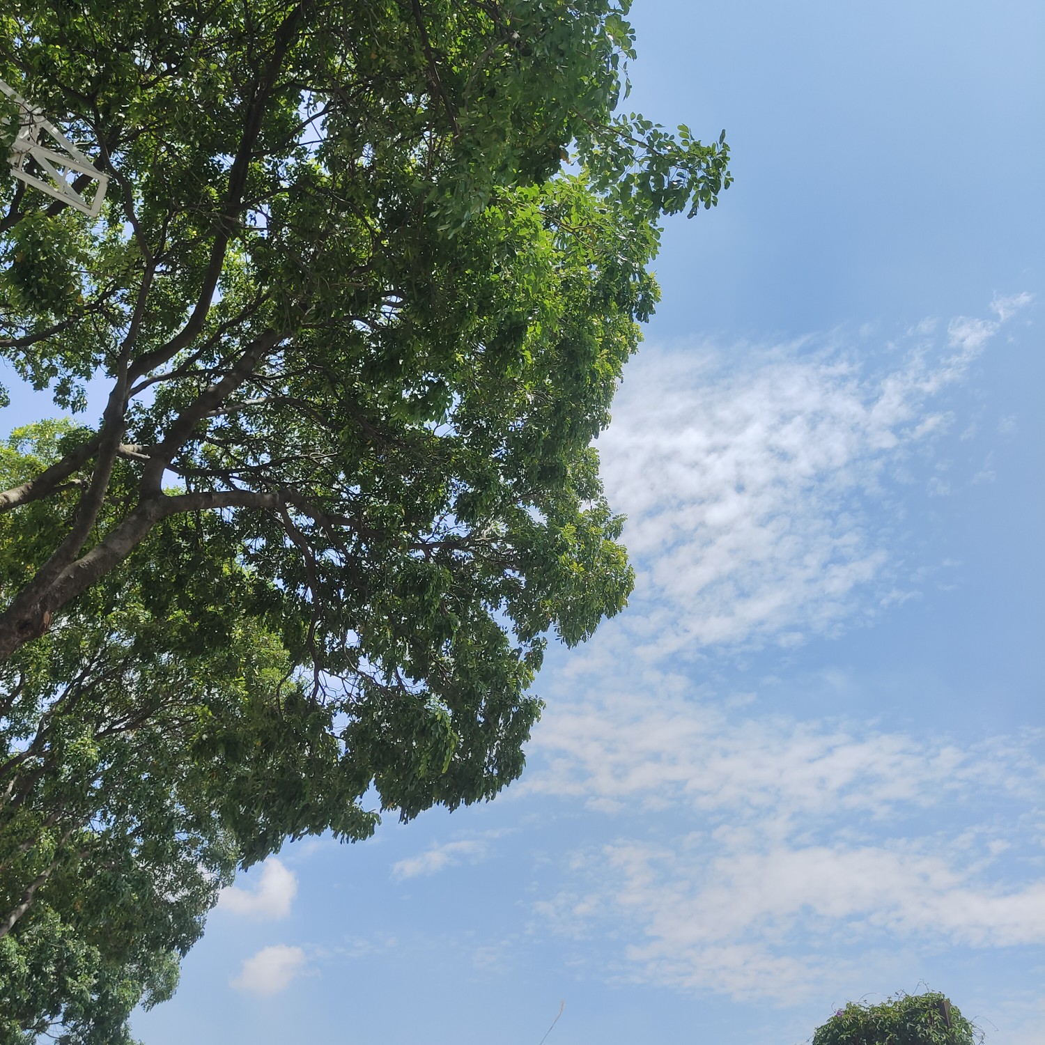 夏天风景