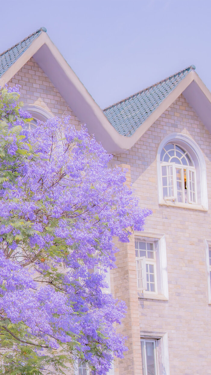 初夏限定 楹花微紫 摄影 大圣不空 堆糖 美图壁纸兴趣社区