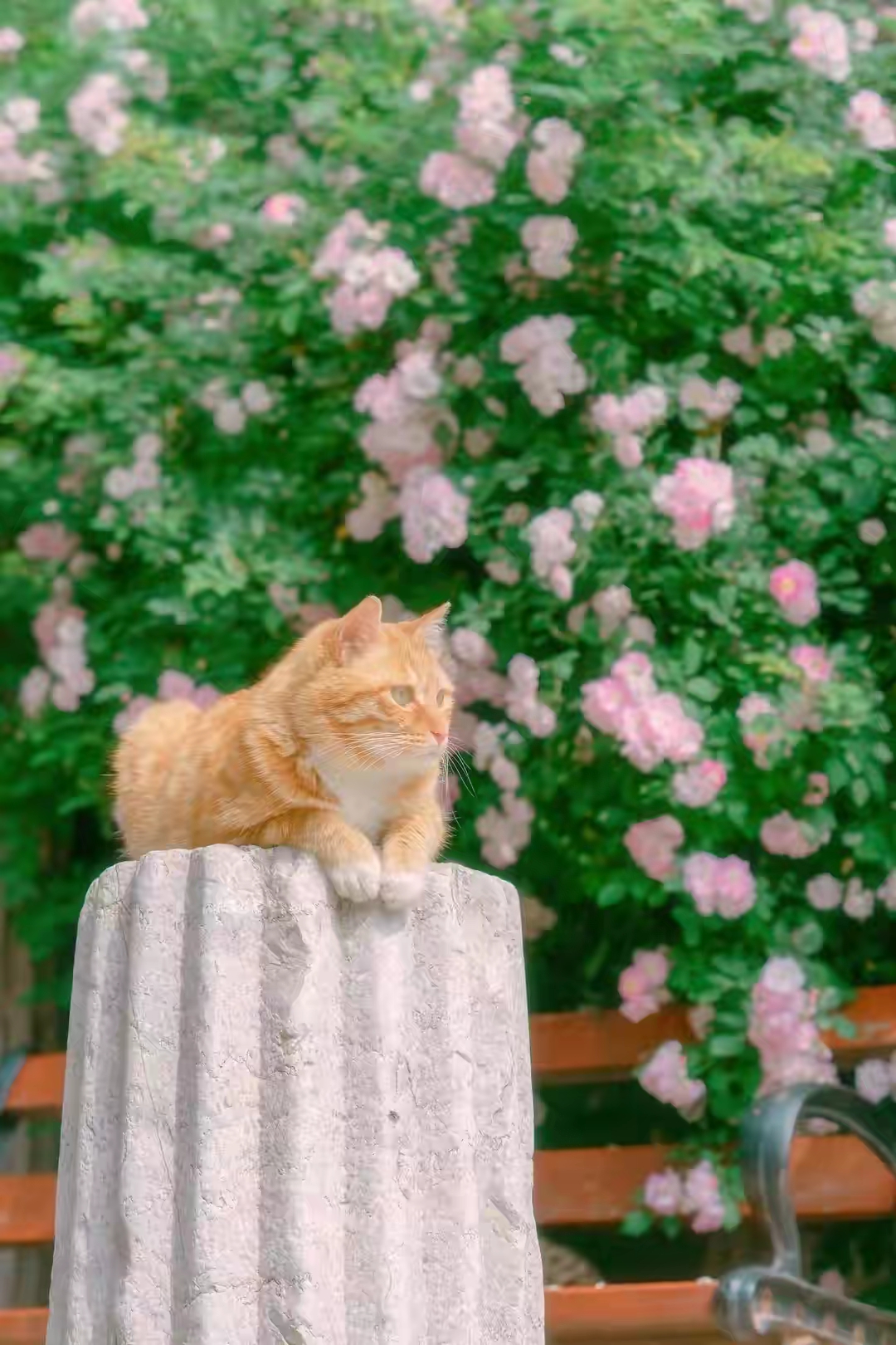 アリスと百合の不思議な世界: 画像（可愛い）： バーミラの仔猫 クリーム色 Cream burmilla kitten 【壁紙 猫 花】