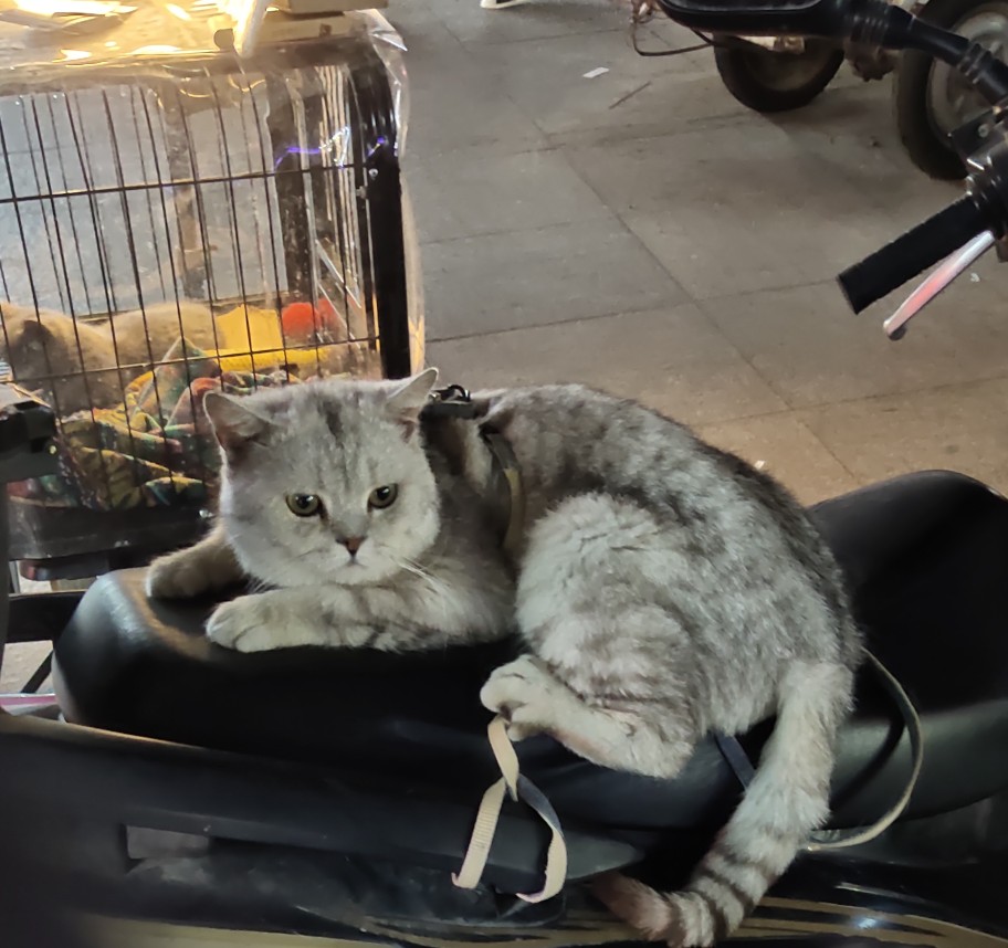 街拍的猫咪有点高冷了