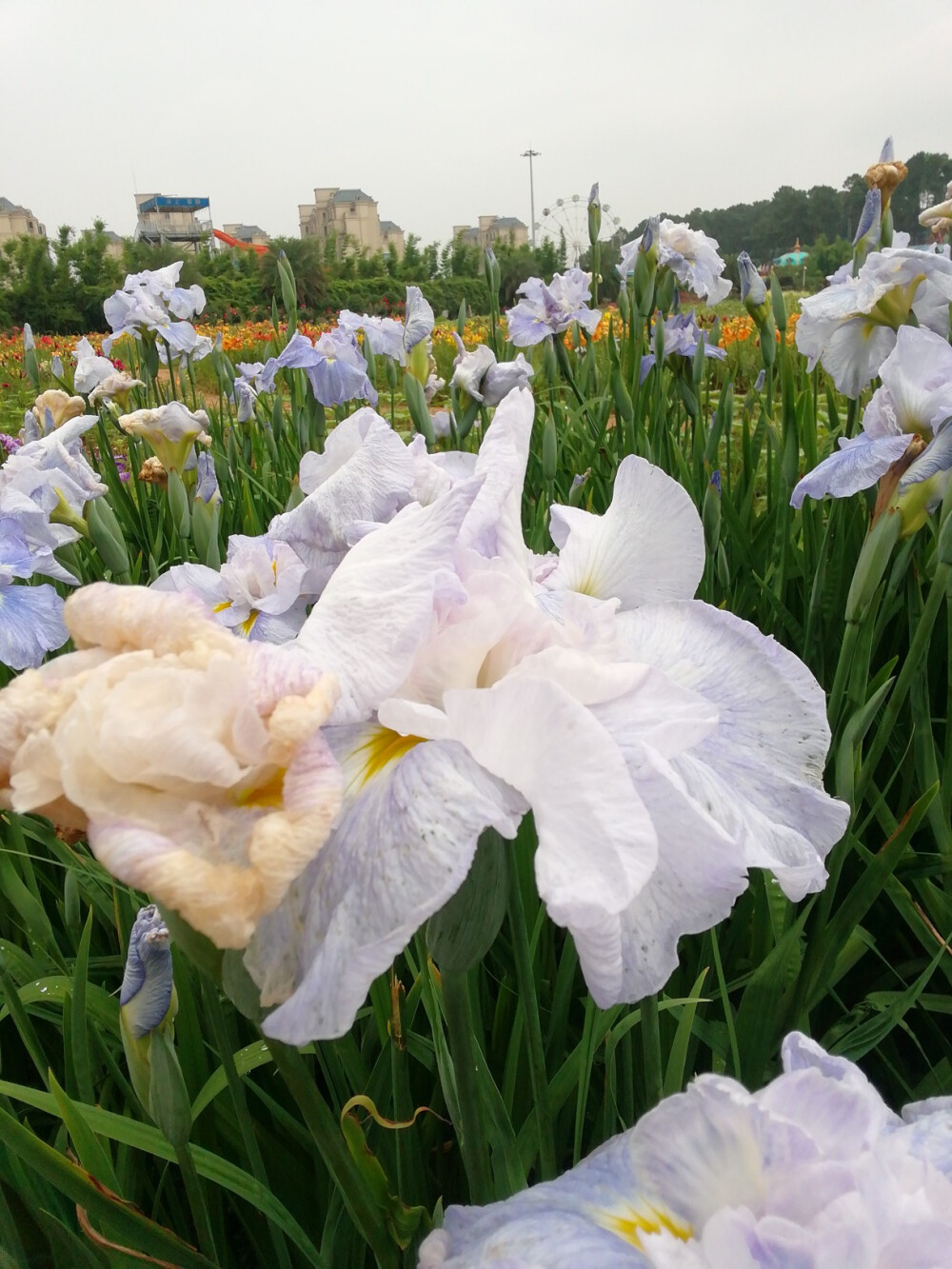 鸢尾花(玉蝉花)