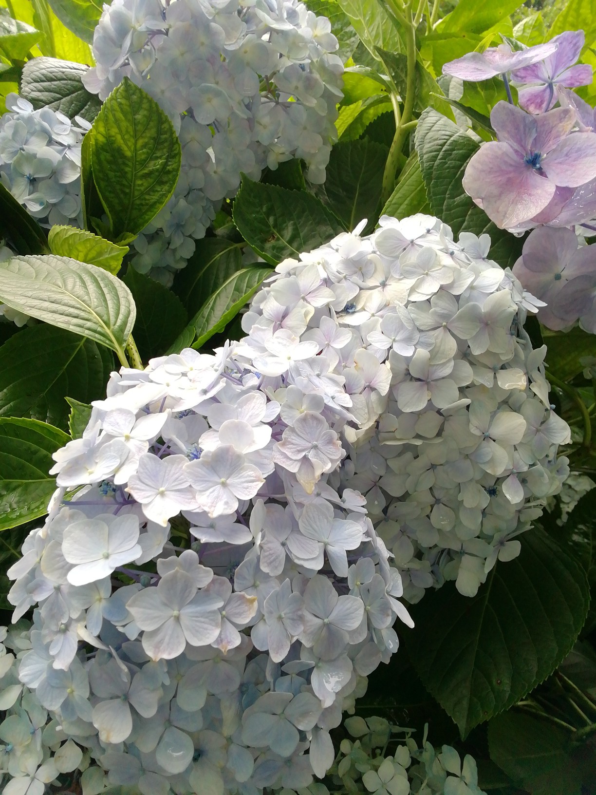 紫阳花 八仙花绣球花 堆糖 美图壁纸兴趣社区