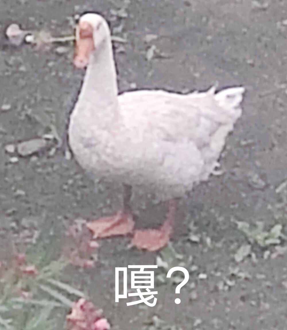 看大鹅