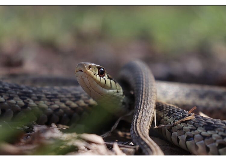 eastern garter snake - 堆糖,美图壁纸兴趣社区