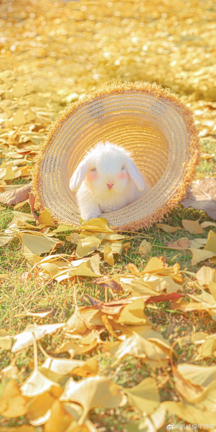 autum picnic 川 井 小 剧 场 治愈系可爱壁纸来啦 摄影师:名侦探牛奶