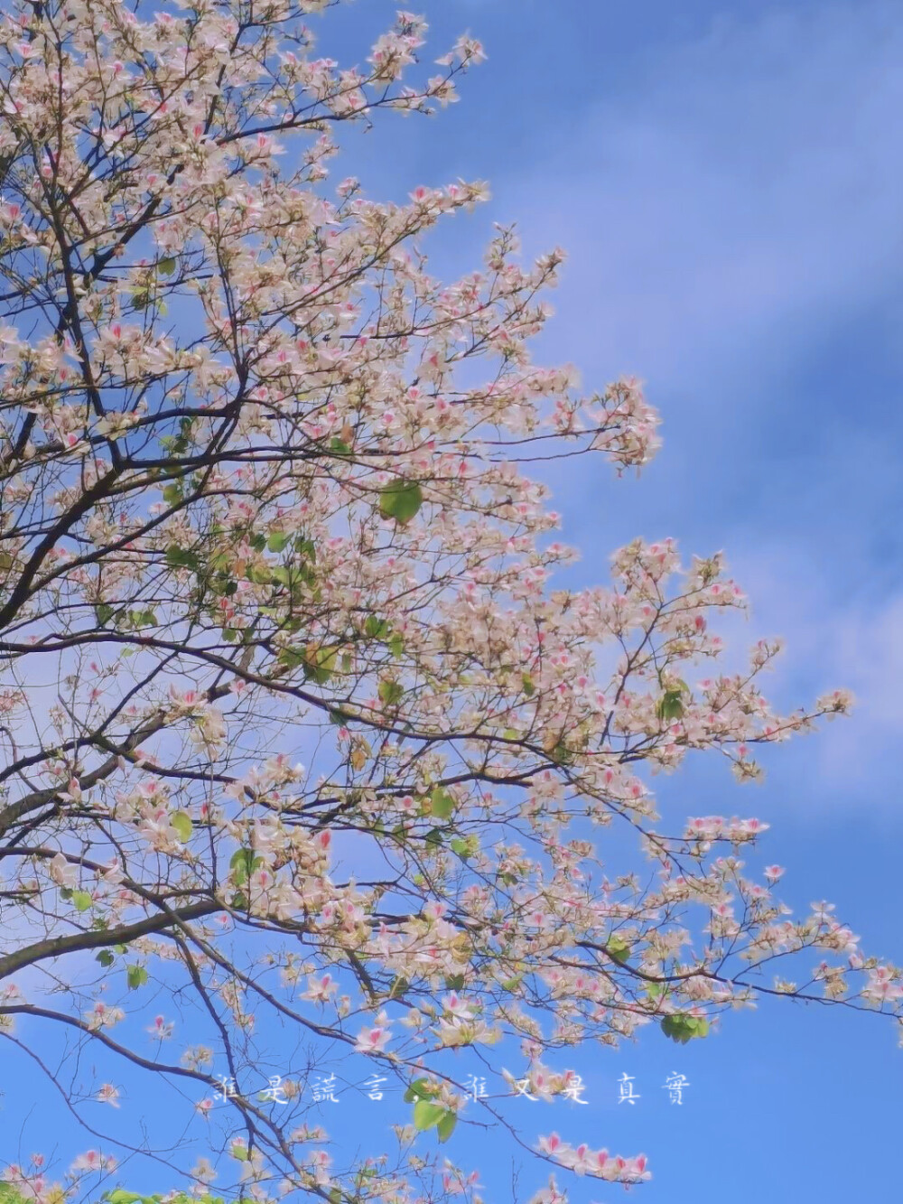 樱花- 堆糖,美图壁纸兴趣社区