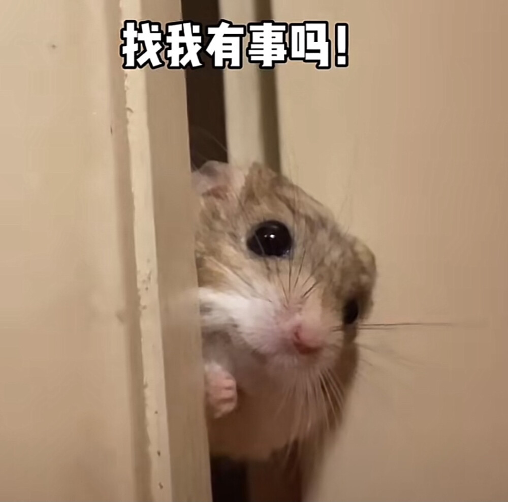 敲可爱的仓鼠猪大肠