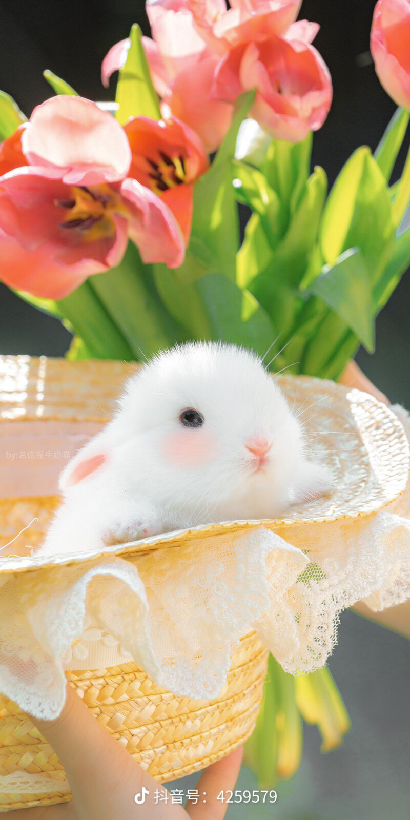 奶油味的小兔子 来自名侦探牛奶喵 - 堆糖,美图壁纸