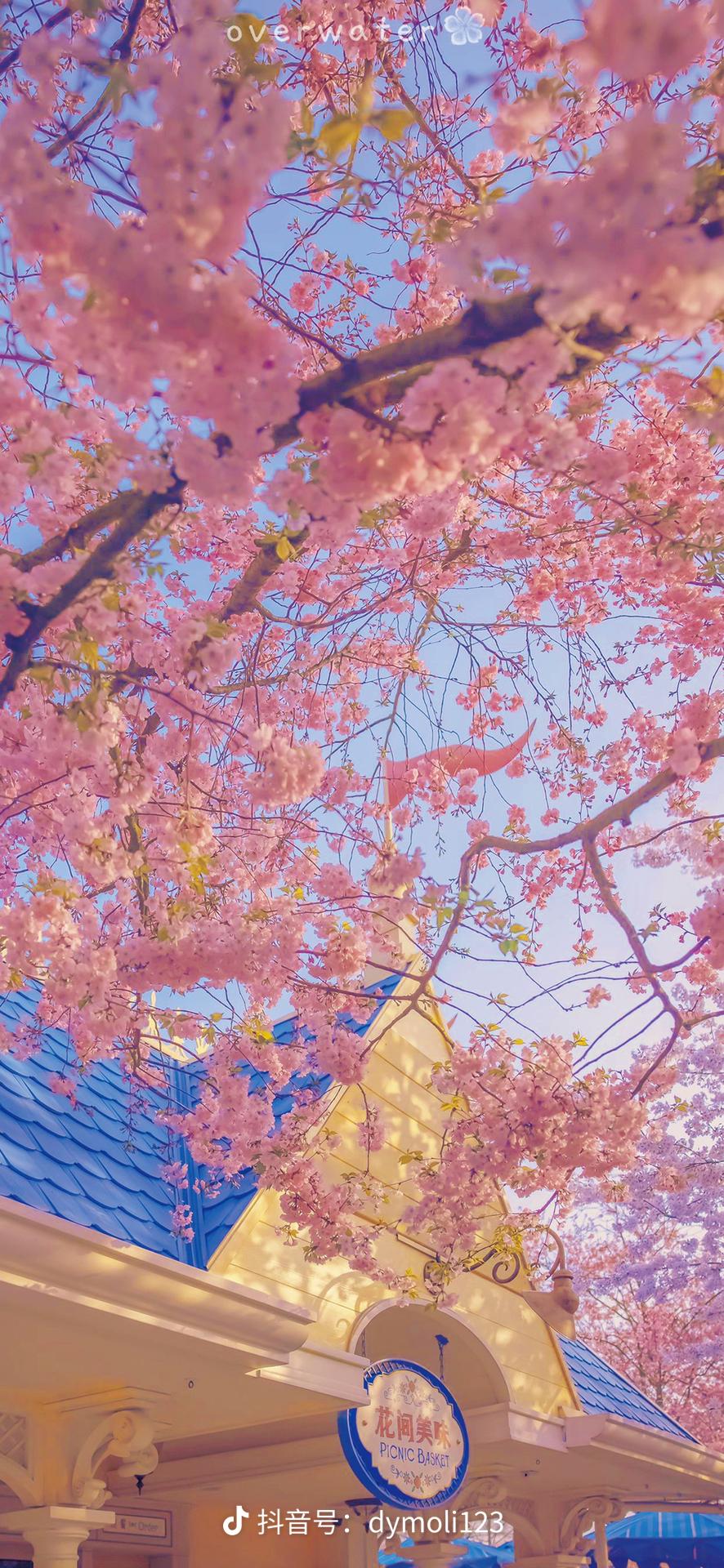 来自抖音带码侵权删樱花壁纸