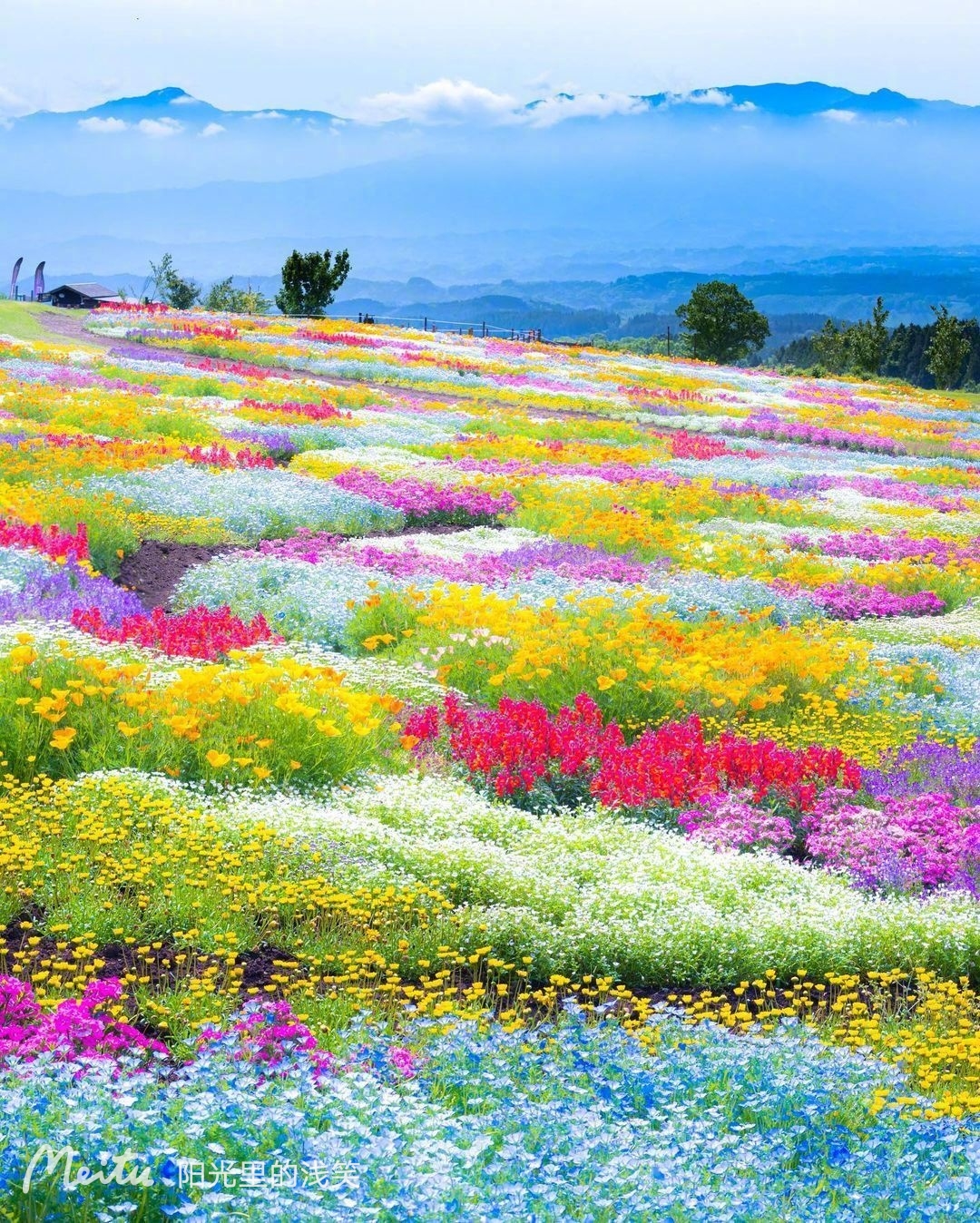 Spring flowers on a hillside, Hokkaido, Japan photo on Sunsurfer